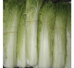 專業(yè)膳食保障，助力東莞發(fā)展——廣東金龍膳食配送公司全方位服務(wù)解析