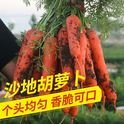 新鮮蔬菜批發(fā)新選擇 10斤帶箱胡蘿卜，健康便捷直達(dá)餐桌