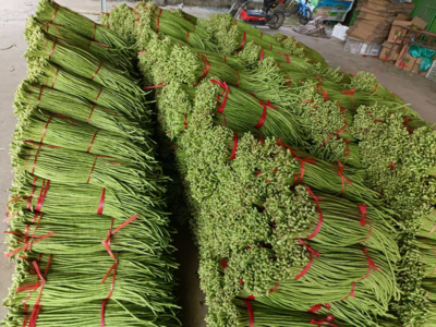 山東蘭陵青條豆角批發(fā)行情分析 1.50元/斤的新鮮蔬菜市場(chǎng)潛力