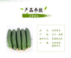 蘇子富春水果黃瓜——夏季綠色農(nóng)家小黃瓜，新鮮現(xiàn)摘的東北特產(chǎn)｜嘗鮮正當(dāng)時(shí)！