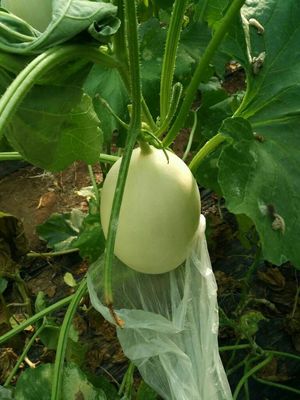 壽光田馬果菜市場 常年代收優(yōu)質(zhì)瓜果蔬菜，新鮮直供批發(fā)